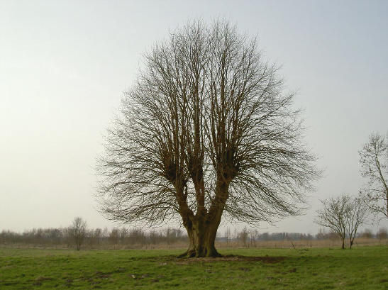 boom in westerbroek