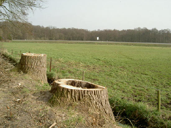 nog twee grote bomen