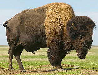 bison
