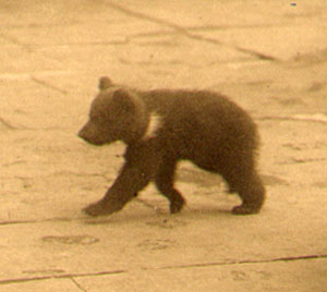 beertje in berenkuil