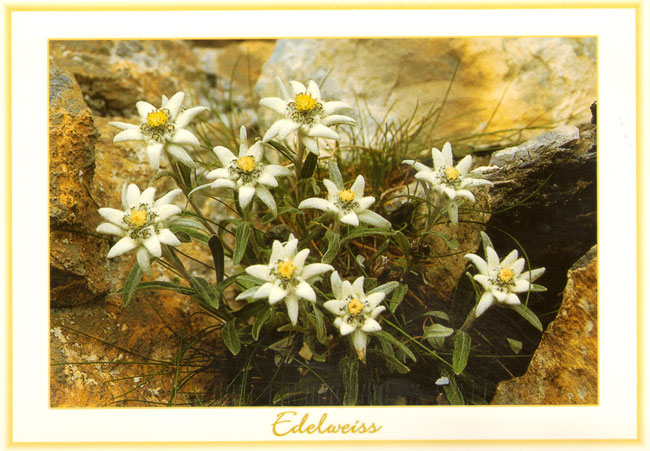 edelweiss