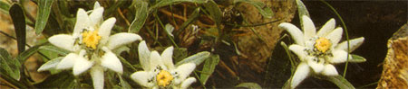 edelweiss...
