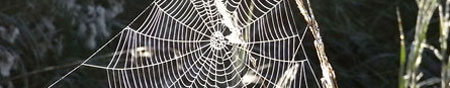 spinnenweb