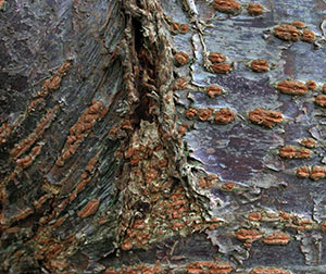 prunus