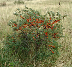 de kobbeduinen op schiermonnikoog…