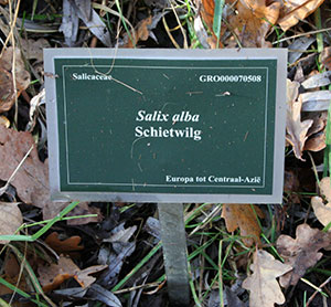 de schietwilg...