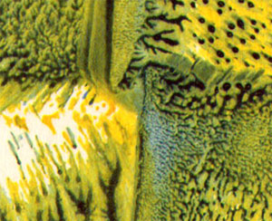 detail...
