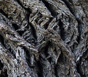 bomen langs de moezel bij trier