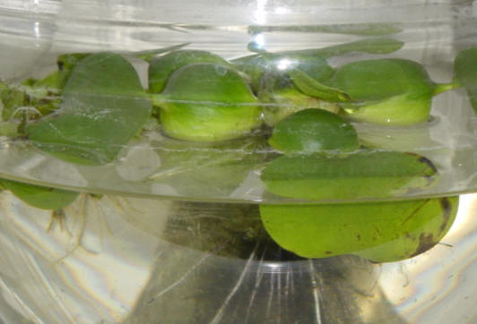 poging plantje in water te kweken...