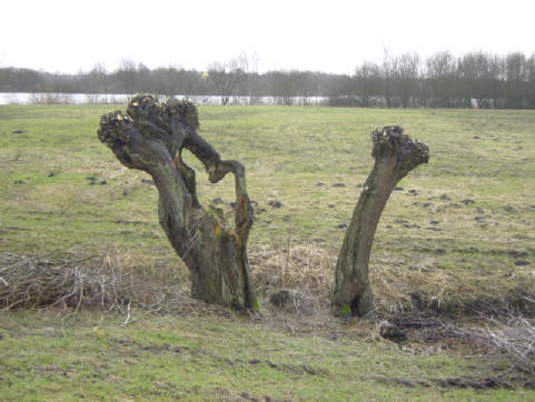 je kijkt hier vanaf het dijkje naar het westen, richting paterswoldsemeer...
