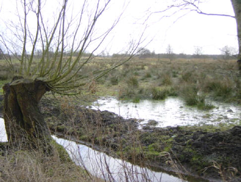 nog een knotwilg, aan het water