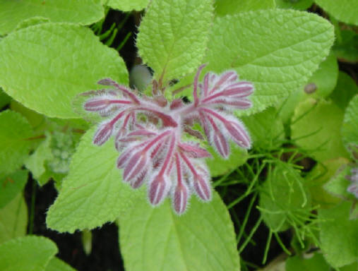 bloemetje