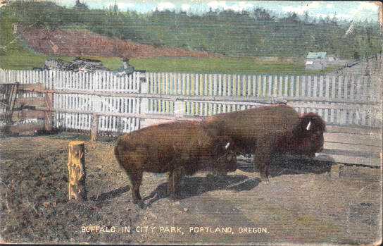buffalo's in het stadspark van portland, oregon