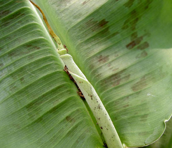 bananenplant met nieuw blad