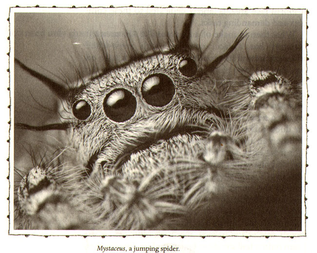 jumping spider