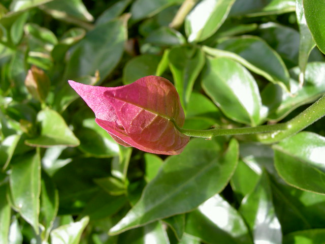 bij deze plant lijkt het alsof de blaadjes alleen maar verkleuren, en dan is er toch ineens een bloem ontstaan...