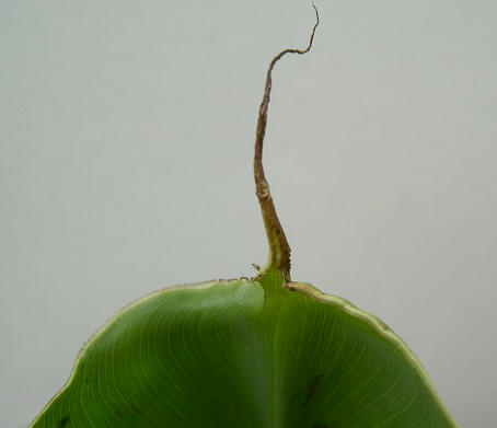 bananenblad