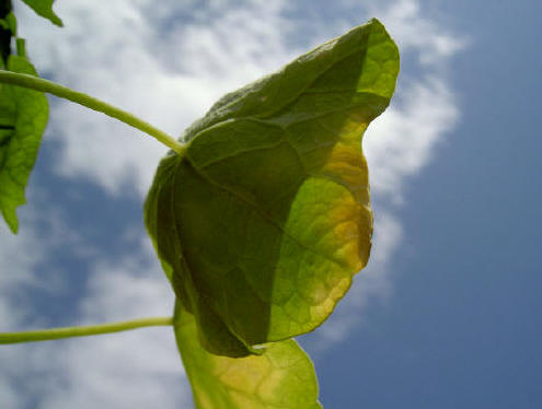 zomer en herfst liggen in de tuin altijd dicht bij elkaar...