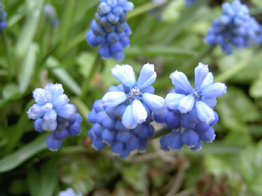 kleur in de tuin