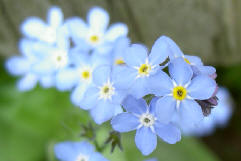 minibloemetjes