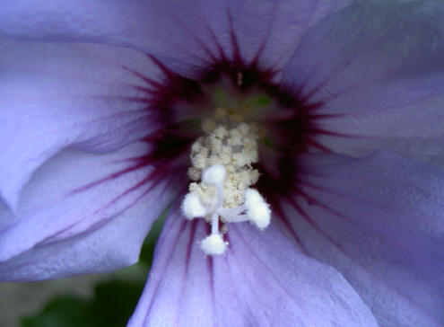 bloem