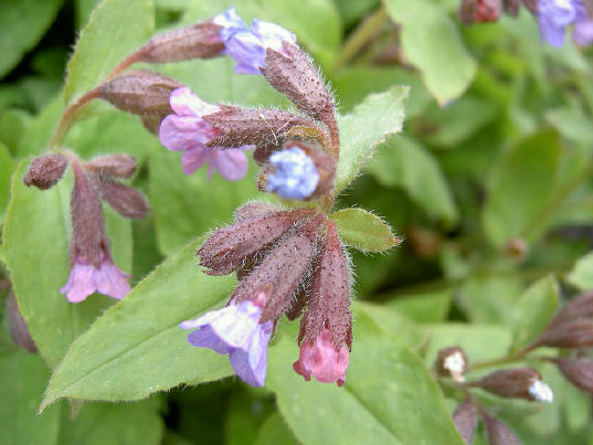 blauw en rose aan één plant...