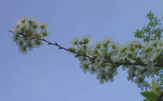 witte bloesem