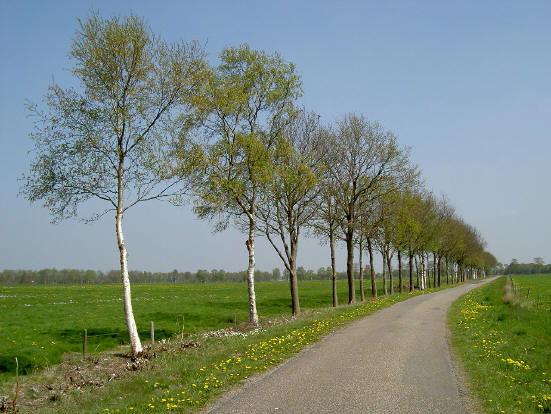 ik kan enorm genieten van zo'n simpel rijtje bomen...