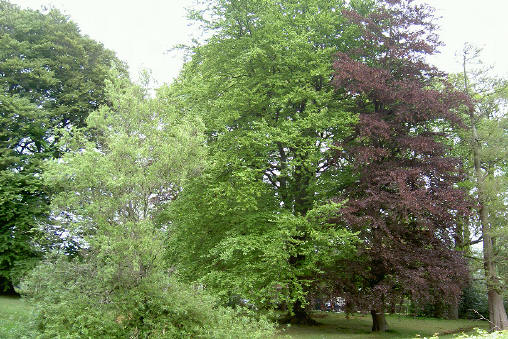 in de tuin van de International School staan heel veel heel oude bomen