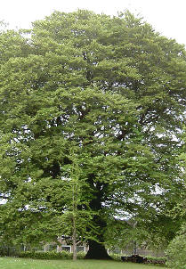 mooie bomen in haren