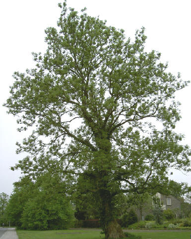 gracieuze oude boom