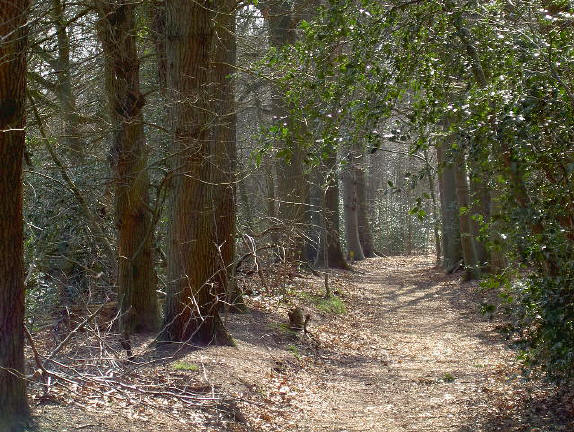 je kunt op verschillende plaatsen zo het bos in wandelen