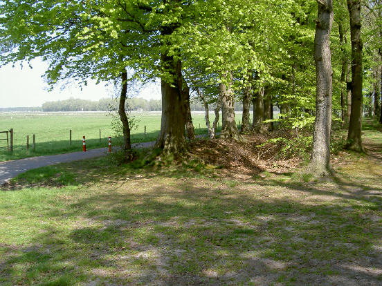rand van het bos...