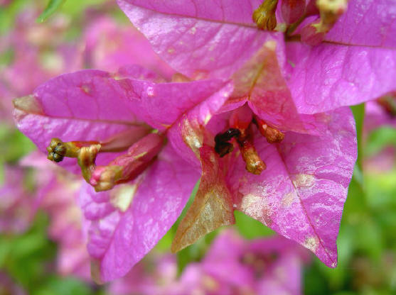 de bougainvillea heeft zijn mooiste tijd nu echt gehad...