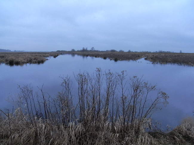 en altijd vogels op het water - januari 2011