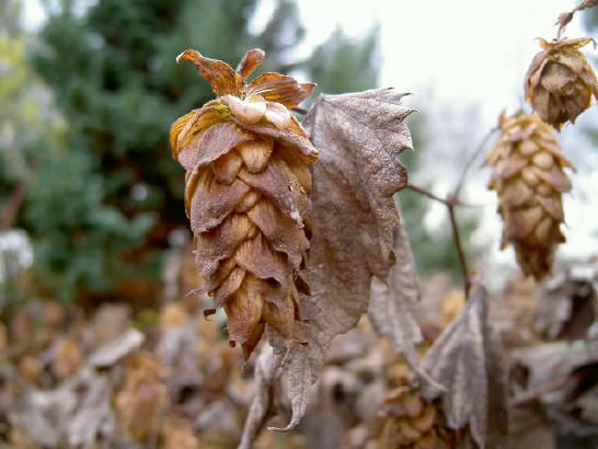 bruine hop...