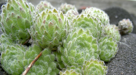 de dakplantjes hebben de winter ook weer prima overleefd...