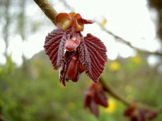 mooie kleur ook, dat donkerrood...