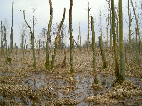 het dooie bosje