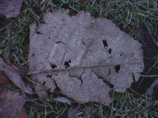 herfstblad in het gras