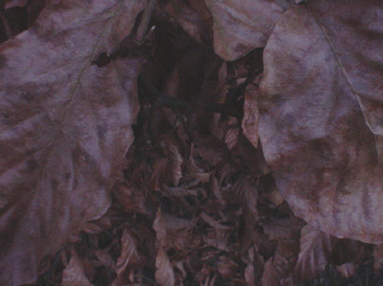 dorre bladeren