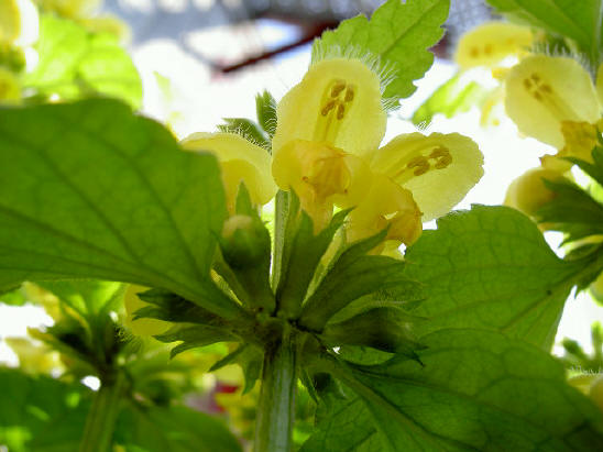 bloemetjes van onderen...