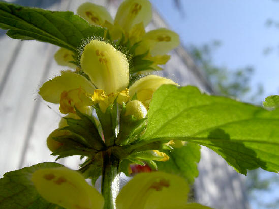 veel bloemetjes ook...