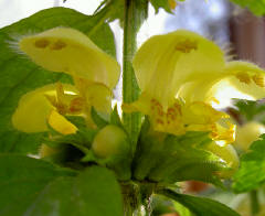 dovenetelbloemen