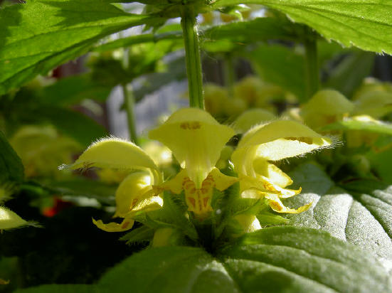 hij houdt zijn bloemen zelf in de schaduw...