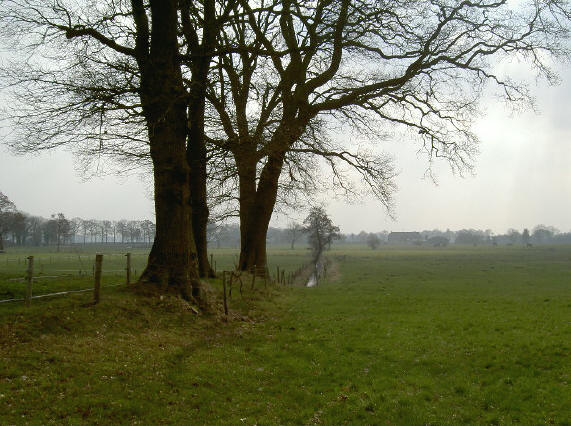 wat zijn kale bomen eigenlijk prachtig...