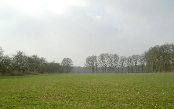 de weilanden zijn hier vrijwel altijd begrensd door bomen of struiken...