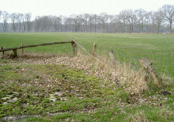 die bomenrij in de verte vind ik zo mooi...