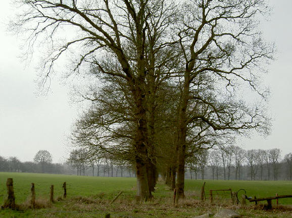 hier kan het laantje van hobbema niet tegenop...
