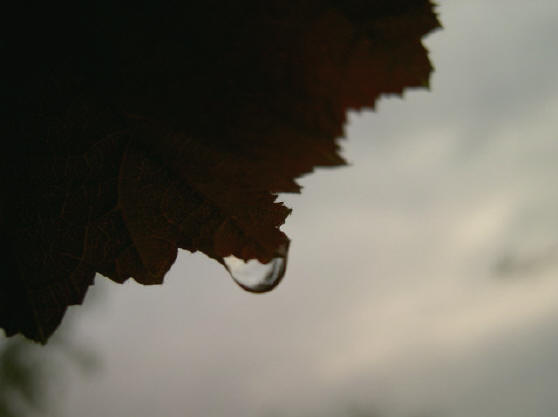 druppel aan blad